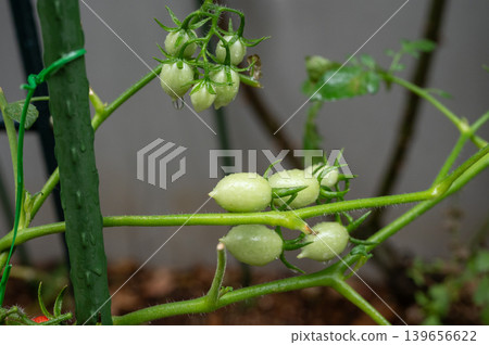 Unripe cherry tomatoes growing on a vine. Tomatoes are low in calories and provide important nutrients like vitamin C and potassium. Unripe cherry tomatoes growing on a vine. Tomatoes are low in calories and provide important nutrients like vitamin C and potassium. 139656622