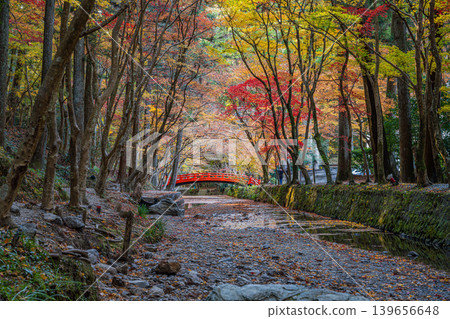 靜岡縣遠富國一宮市小國神社的秋葉 139656648