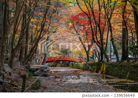 靜岡縣遠富國一宮市小國神社的秋葉 靜岡縣遠富國一宮市小國神社的秋葉 139656649