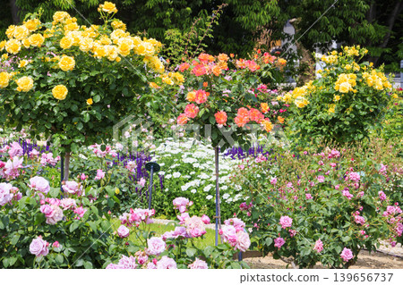 Expo Memorial Park Peace Rose Garden Expo Memorial Park Peace Rose Garden 139656737
