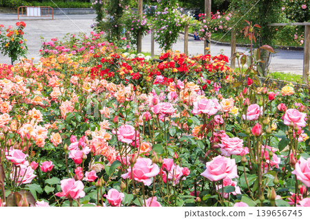 Expo Memorial Park Peace Rose Garden Expo Memorial Park Peace Rose Garden 139656745
