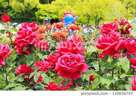 Expo Memorial Park Peace Rose Garden Expo Memorial Park Peace Rose Garden 139656747