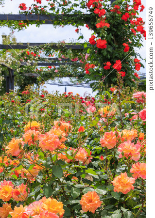 Expo Memorial Park Peace Rose Garden Expo Memorial Park Peace Rose Garden 139656749