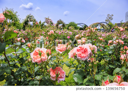 Expo Memorial Park Peace Rose Garden Expo Memorial Park Peace Rose Garden 139656750