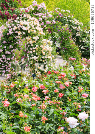 Expo Memorial Park Peace Rose Garden Expo Memorial Park Peace Rose Garden 139656752