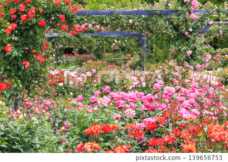 Expo Memorial Park Peace Rose Garden Expo Memorial Park Peace Rose Garden 139656753