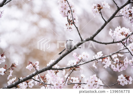 Sakura and Shimaenaga 139656778