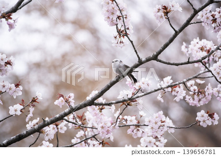 Sakura and Shimaenaga 139656781