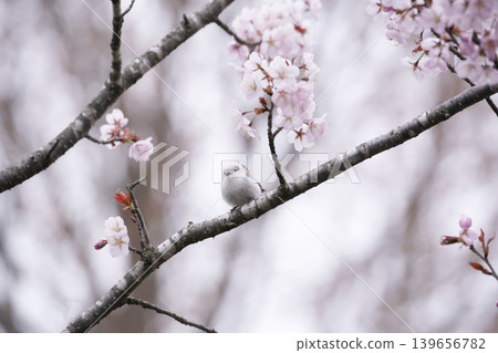 Sakura and Shimaenaga 139656782