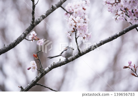 Sakura and Shimaenaga 139656783