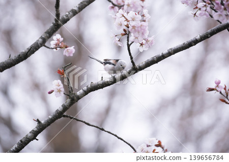Sakura and Shimaenaga 139656784