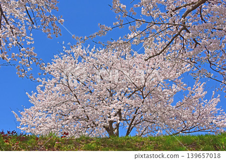 富山縣旭町旭船川沿岸的櫻花樹 富山縣旭町旭船川沿岸的櫻花樹 139657018