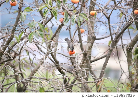Starlings pecking at persimmons on branches Starlings pecking at persimmons on branches 139657029
