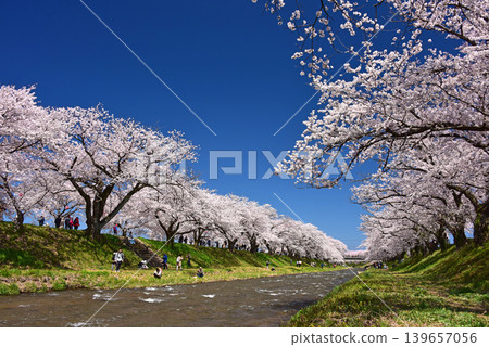 Cherry blossom trees along the Asahi Funakawa River, Asahi Town, Toyama Prefecture Cherry blossom trees along the Asahi Funakawa River, Asahi Town, Toyama Prefecture 139657056