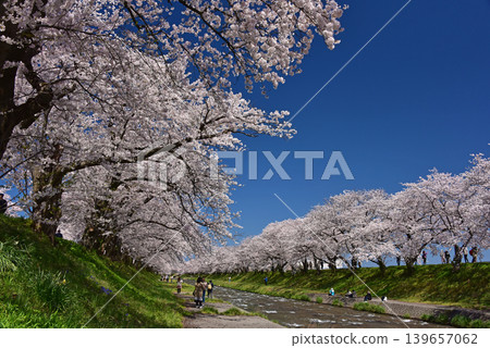 富山縣旭町旭船川沿岸的櫻花樹 富山縣旭町旭船川沿岸的櫻花樹 139657062