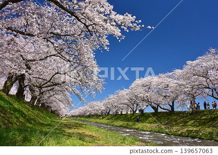 富山縣旭町旭船川沿岸的櫻花樹 富山縣旭町旭船川沿岸的櫻花樹 139657063