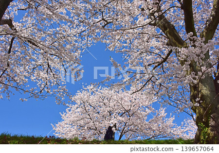 Cherry blossom trees along the Asahi Funakawa River, Asahi Town, Toyama Prefecture Cherry blossom trees along the Asahi Funakawa River, Asahi Town, Toyama Prefecture 139657064