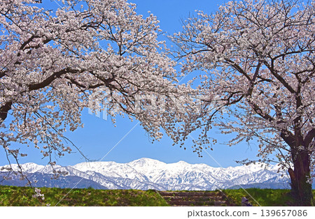 富山縣旭町旭船川沿岸及北阿爾卑斯山脈的櫻花盛開 富山縣旭町旭船川沿岸及北阿爾卑斯山脈的櫻花盛開 139657086