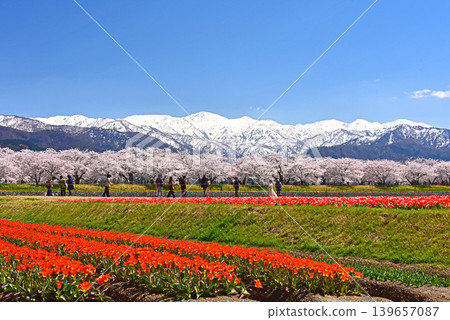春日三重奏:櫻花、鬱金香與北阿爾卑斯山,富山縣旭町 春日三重奏:櫻花、鬱金香與北阿爾卑斯山,富山縣旭町 139657087