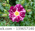Purple Splash 2026 139657140