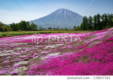芝櫻地毯 芝櫻地毯 139657162