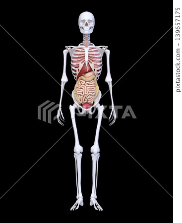 male human model male human model 139657175