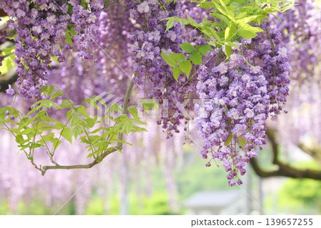Wisteria trellis (Fuji 363) Wisteria trellis (Fuji 363) 139657255