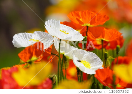 Icelandic poppy 2642 Icelandic poppy 2642 139657262