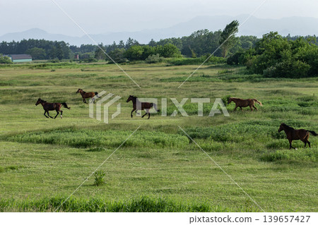 Thoroughbreds on the Plains Thoroughbreds on the Plains 139657427