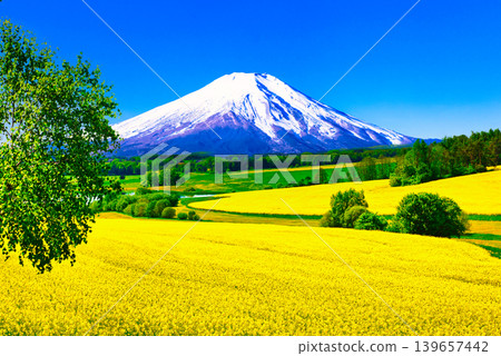 A composite image of a beautiful European rapeseed field and Mount Fuji. A composite image of a beautiful European rapeseed field and Mount Fuji. 139657442