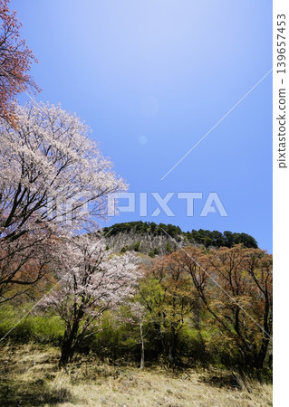 山坡上盛開的櫻花－屏風岩，索尼村 139657453