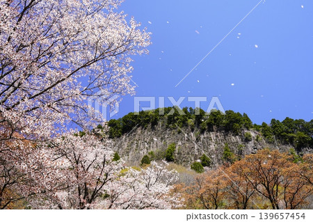 山坡上盛開的櫻花－屏風岩，索尼村 139657454