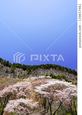 Cherry blossoms blooming on the mountain slopes - Byobu-iwa Rock, Soni Village Cherry blossoms blooming on the mountain slopes - Byobu-iwa Rock, Soni Village 139657461