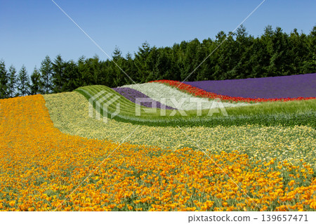 Farm Tomita's summer Farm Tomita's summer 139657471