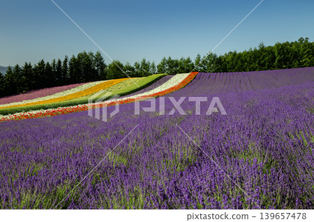 Farm Tomita's summer Farm Tomita's summer 139657478