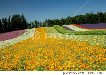 Farm Tomita's summer Farm Tomita's summer 139657480