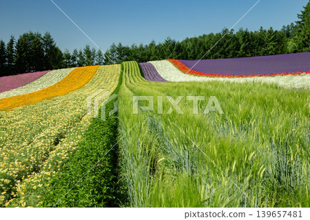 Farm Tomita's summer Farm Tomita's summer 139657481