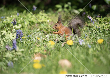Ezoris of early spring forest 139657585