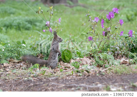 Azaleas and Hokkaido squirrels Azaleas and Hokkaido squirrels 139657702
