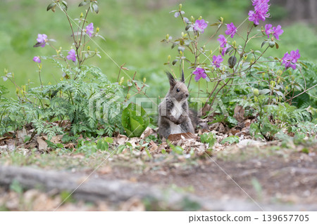 Azaleas and Hokkaido squirrels Azaleas and Hokkaido squirrels 139657705
