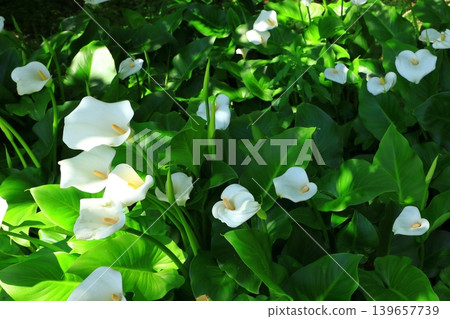 馬蹄蓮花 馬蹄蓮花 139657739
