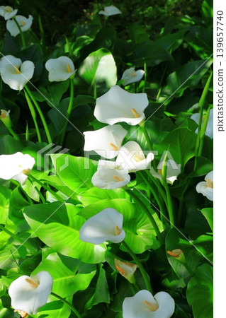 馬蹄蓮花 馬蹄蓮花 139657740