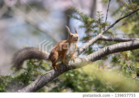 Cherry blossoms and Ezo squirrels 139657755