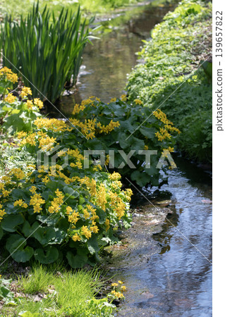 Spring brook Spring brook 139657822