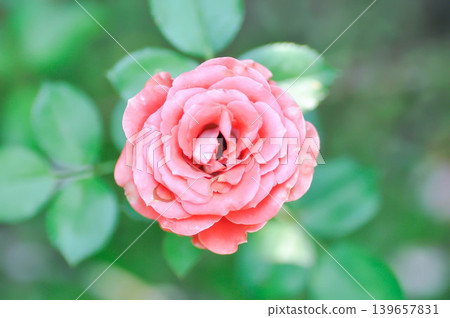 Changeable Rose, Changeable rose mallow or Cotton rose hibiscus or Dixie rosemallow or Hibiscus mutabilis L or Rose of Sharon or old rose flower Changeable Rose, Changeable rose mallow or Cotton rose hibiscus or Dixie rosemallow or Hibiscus mutabilis L or Rose of Sharon or old rose flower 139657831