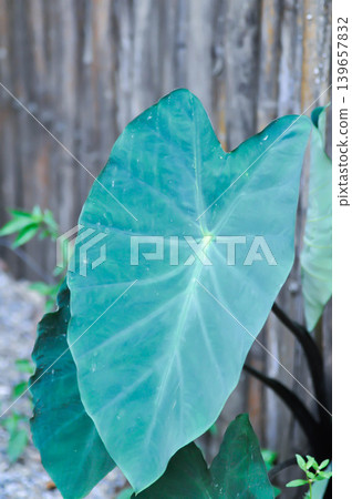 Xanthosoma sagittifolium Frozen Planet or Xanthosoma nigrum Vell Mansf or araceae or xanthosoma sagittifolium Xanthosoma sagittifolium Frozen Planet or Xanthosoma nigrum Vell Mansf or araceae or xanthosoma sagittifolium 139657832