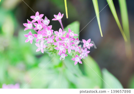 Pentas lanceolata , Egyptian star cluster or RUBIACEAE or Egyptian starcluster or Starflower or pink flower Pentas lanceolata , Egyptian star cluster or RUBIACEAE or Egyptian starcluster or Starflower or pink flower 139657898