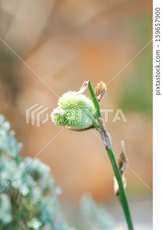 Indian shot, India short plant or India shoot or Butsarana or Cannas or Canna lily or Canna indica L or CANNACEAE plant or Indian shot flower or bud 139657900