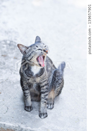 gray cat or yawning cat or brown and blcak cat or unmindful cat 139657901