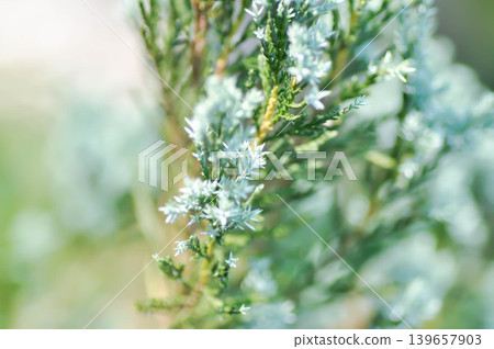 Lawsons Cypress, Oregon Cedaror Chamaecyparis lawsoniana A Murray bis Parl or Cupressaceae or Creeping Juniper  or Juniperus procumbens Siebold ex Endl Mig or pine tree 139657903